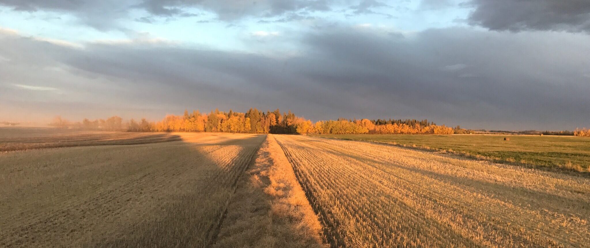 Grain Grain