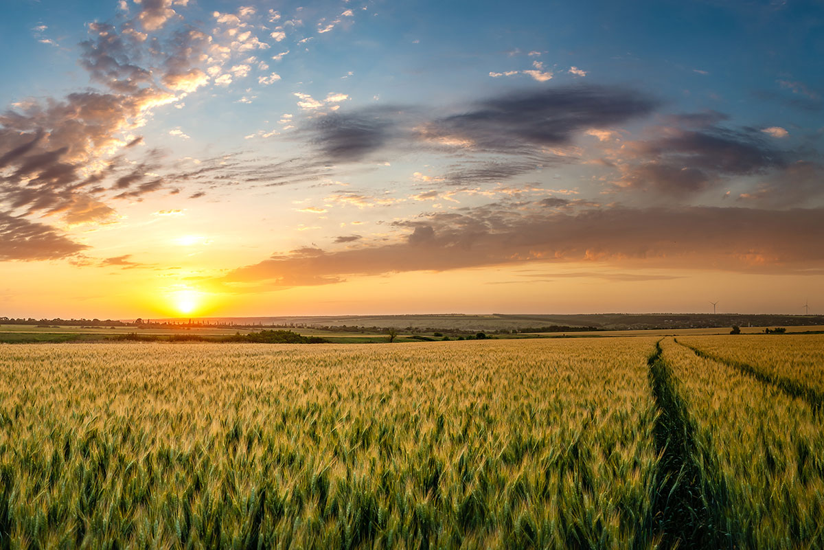 Wheat Farm Sunset Wheat Farm Sunset