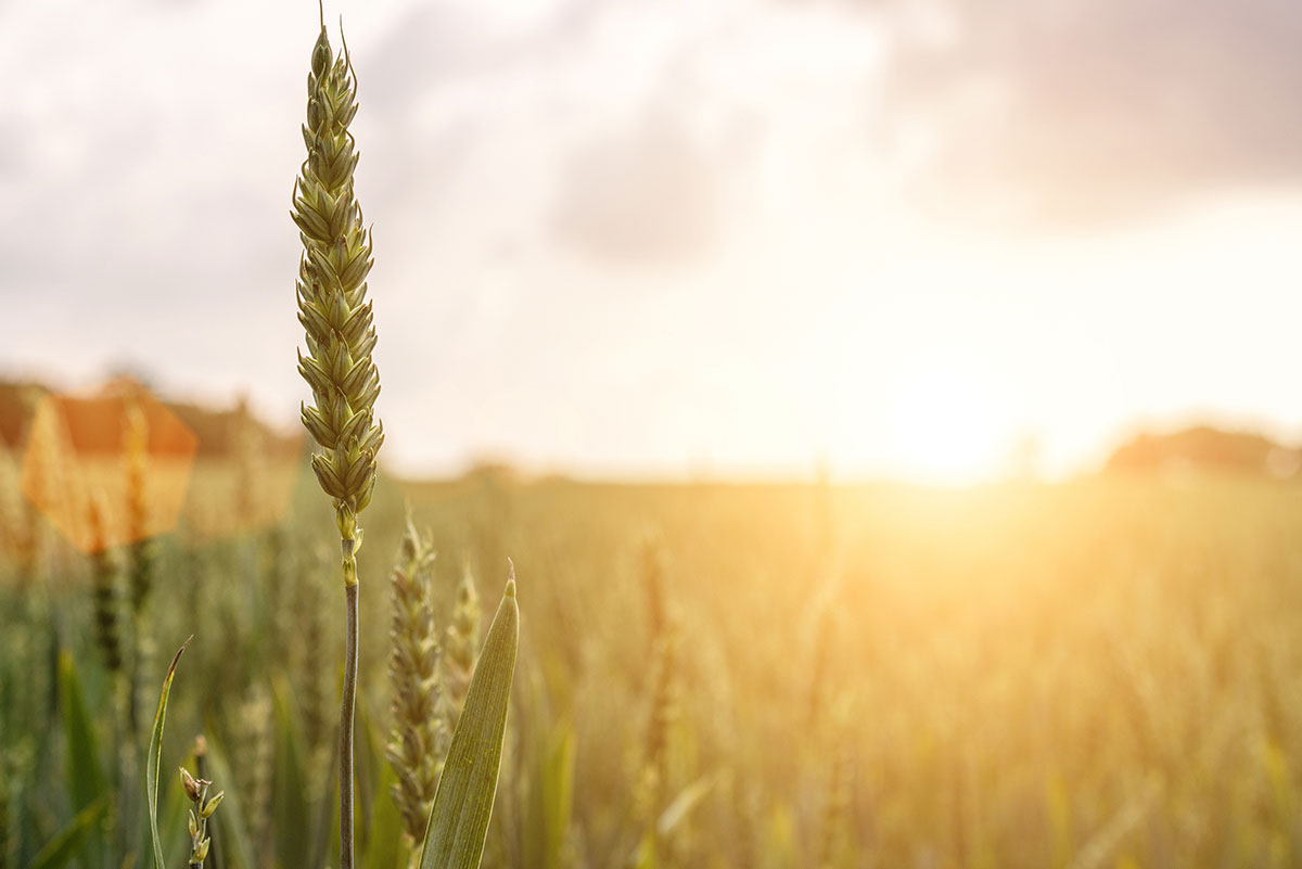 Wheat Plant Wheat Plant